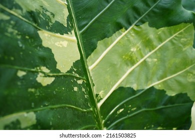 Green And White Variegated Plants Leaf