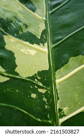 Green And White Variegated Plants Leaf