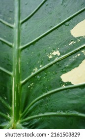 Green And White Variegated Plants Leaf