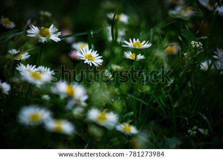 Similar – Image, Stock Photo camomile bush Fragrance