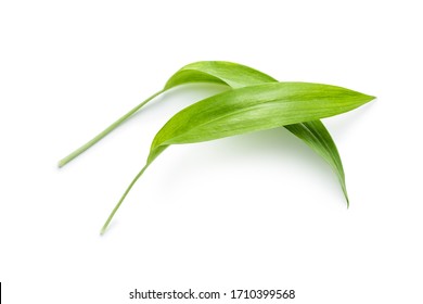 Green wild garlic leaves isolated on white background.