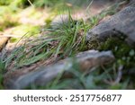 Green wild grass clump growing on rocky soil on sunny summer day. Close-up, soft focus