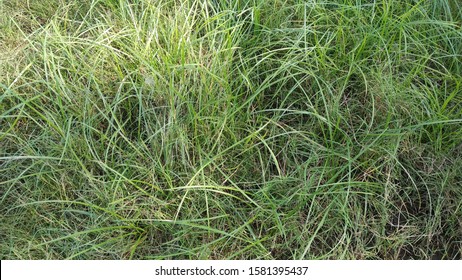 Rumput Images, Stock Photos & Vectors | Shutterstock