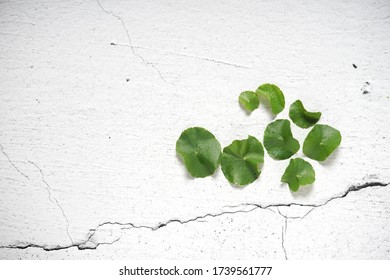 Green wild leaves with cracked wall background - Shutterstock ID 1739561777