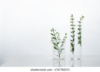 Green Wild Plant In Beaker And Test Tube For Cosmetic Skin Care Or Pharmacy Rearch White Science White Background