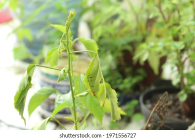 Green Wild Plant On Dark Blur Background. Content Contains Chrominance Noise, Luminance Noise, Sharpening Noise, Or Film Grain