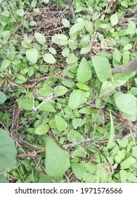 Green Wild Plant On Dark Blur Background. Content Contains Chrominance Noise, Luminance Noise, Sharpening Noise, Or Film Grain