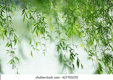 Green Willow Leaves