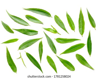 Green Willow Leaves On A White Background