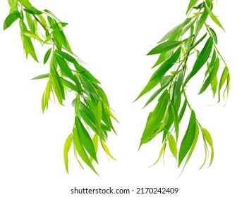 Green willow tree leaves isolated. Willow branches. Fresh green willow. For floral decor.