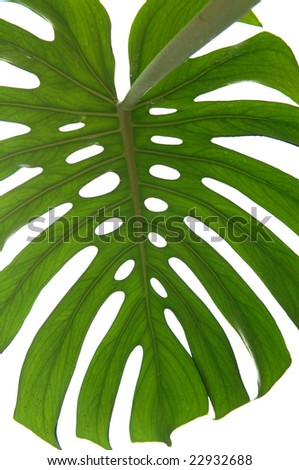 Similar – Image, Stock Photo maple leaves Plant Tree