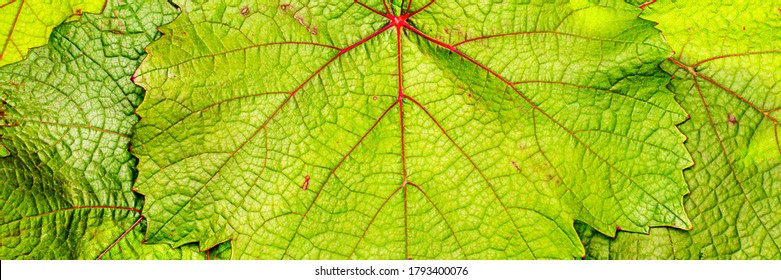 Green wine grape leaf with red veins, close up macro texture. Green wine grape leaf, banner backdrop  - Powered by Shutterstock