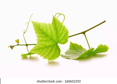 Green Wine Grape Leaves. 