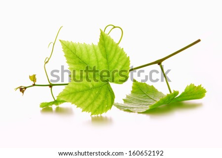 Green wine grape leaves. 