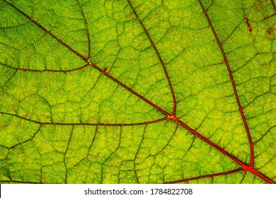 Green Wine Leaf. Green Grape Leaf With Red Veins, Close Up Macro Texture. 