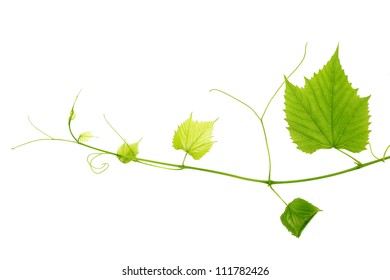 Green Wine Leaves