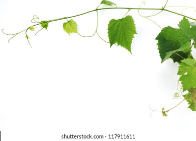 Green Wine Leaves