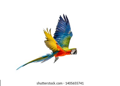 Green Wing Macaw ,colorful Bird Isolated Flying With White Background And Clipping Path.