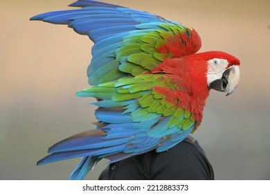 Green Wing Macaw Parrot Bird Free Flying In Garden