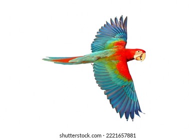 Green Wing Macaw Parrot Flying Isolated On White Background.