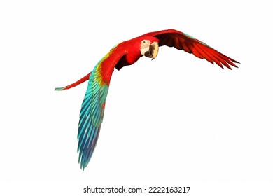 Green Wing Macaw Parrot Flying Isolated On White Background.