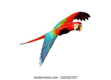 Green Wing Macaw Parrot Flying Isolated On White Background.