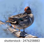 Green Wing Teal Duck with Phallus