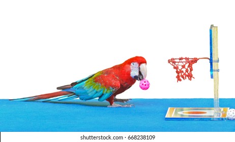 Green Winged Macaw Or Ara Chloroptera Cute Bird, Parrot Pet Play Basketball Toy Is Fun, Animal Action On White Background