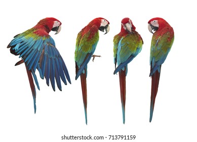 49,958 Green wing macaw Images, Stock Photos & Vectors | Shutterstock