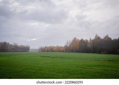 Green Winter Wheat Field In Autumn