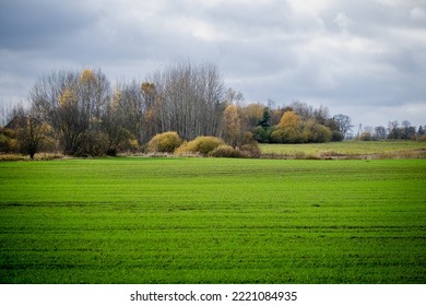 Green Winter Wheat Field In Autumn