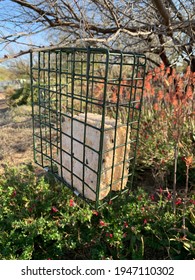 Green Wire Suet Feeder Cage To Feed Birds With Suet Cakes Hanging In Tree In Arizona Desert