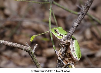 The green wood frog sits on a branch, a close up