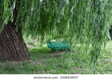 Green wooden bench under a willow tree. Thick tree trunk and hanging willow branches. - Powered by Shutterstock