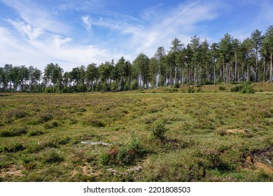 Green Woodland And Forest Landscape. Peaceful Open Space At Edge Of Forest. 