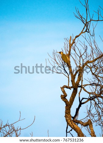 Similar – Knorrig Natur Himmel