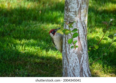 Green Woodpecker On A Tree