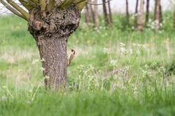 A Green Woodpecker Sits On The Trunk Of A Pollard Willow In A Meadow In The Netherlands During Spring.