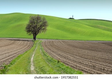 Green and worked fields and lonely tree in Tuscany, Italy