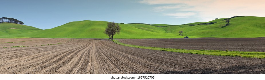 green and worked fields and lonely tree in the tuscan countrysidenear Pienza. Italy.