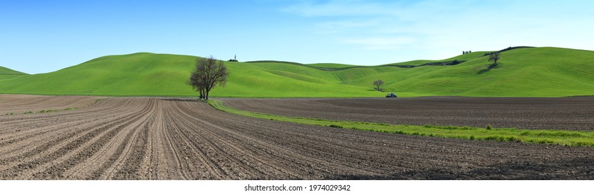 green worked fields and lonely tree in the tuscan countrysidenear Pienza. Italy.