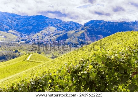 The green world of the Rhine vineyards near Kappelrodeck. Germany. Even rows of grape bushes. The ancient culture of winemaking. Germany