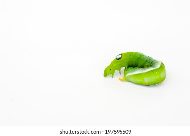 Green Worm Stock Photo 197595509 | Shutterstock