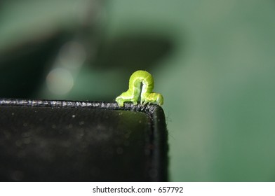 Green Worm Stock Photo 657792 | Shutterstock