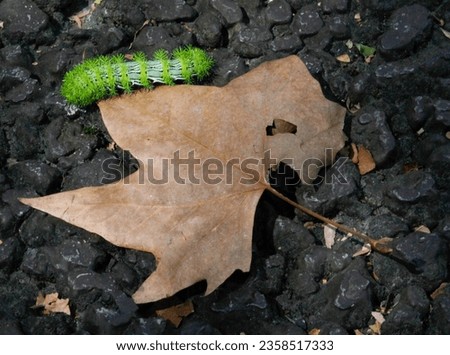 Green worm, Caterpillar, Hylesia Nigricans,  and a brown leaf of autumn in a black volcanic stones.