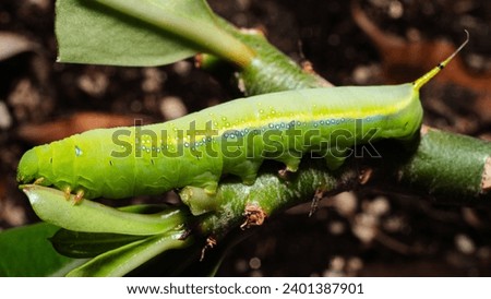 green worm caterpillar on the branch