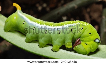 green worm caterpillar on the leaf