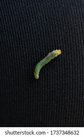 381 Prickly worm Images, Stock Photos & Vectors | Shutterstock