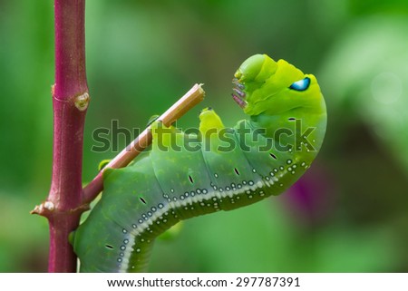 Similar – Image, Stock Photo anthurium Anthurium