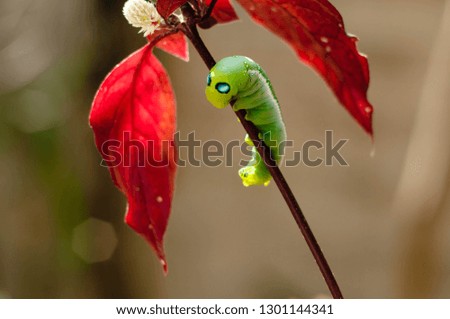 Similar – Image, Stock Photo anthurium Anthurium